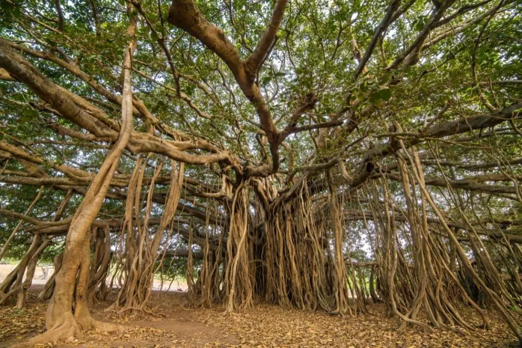 Asian Trees-Banyan Tree