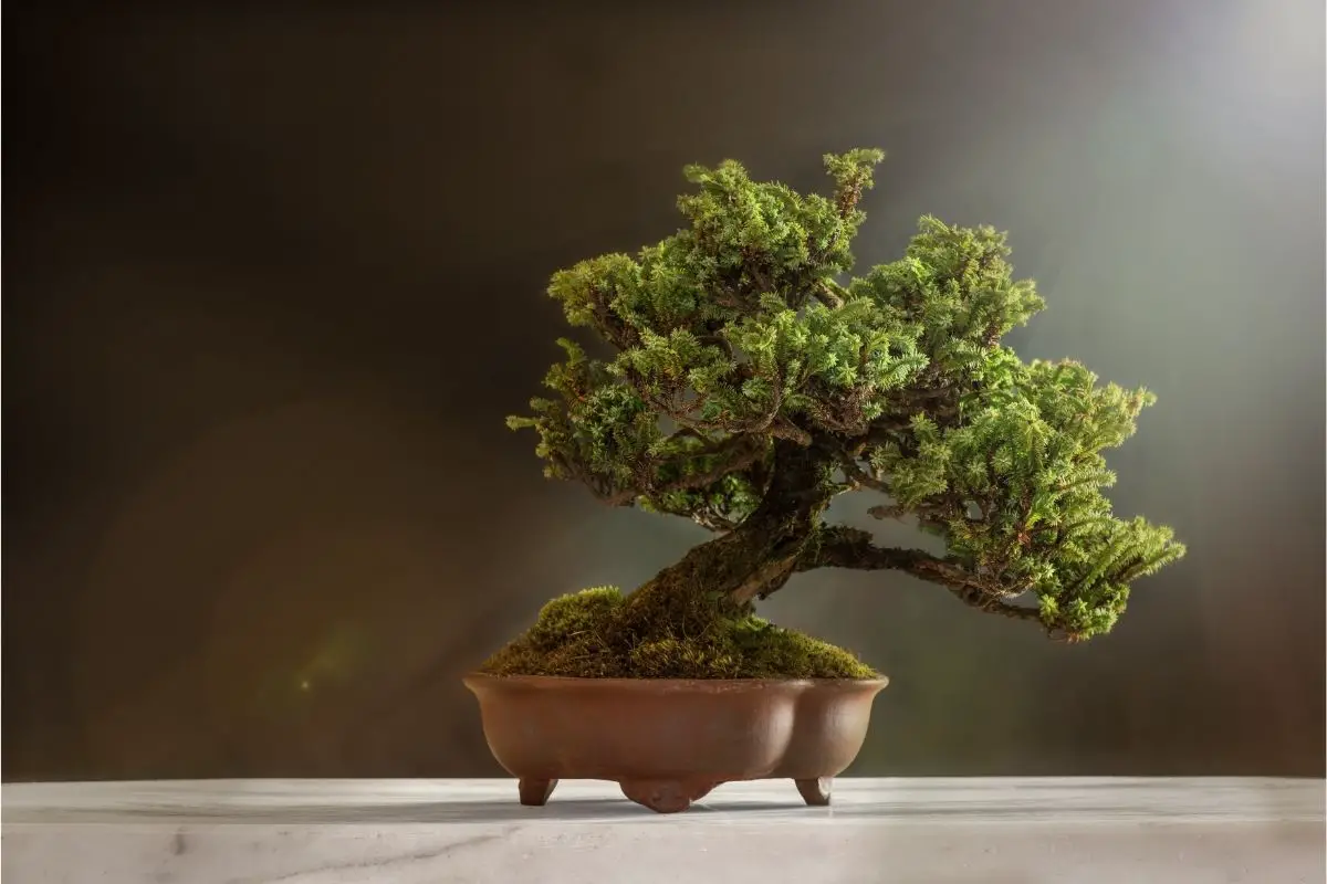 Becoming A Plant Parent: How To Grow Your Own Bonsai Tree