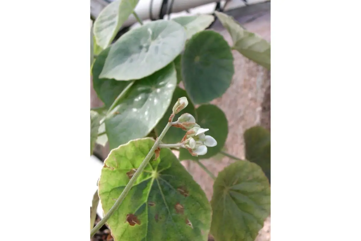 Begonia Peta Latifolia