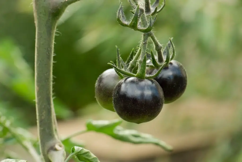 Black Beauty Tomatoes