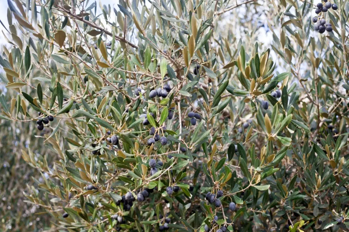 Black Olive – Bucida Buceras