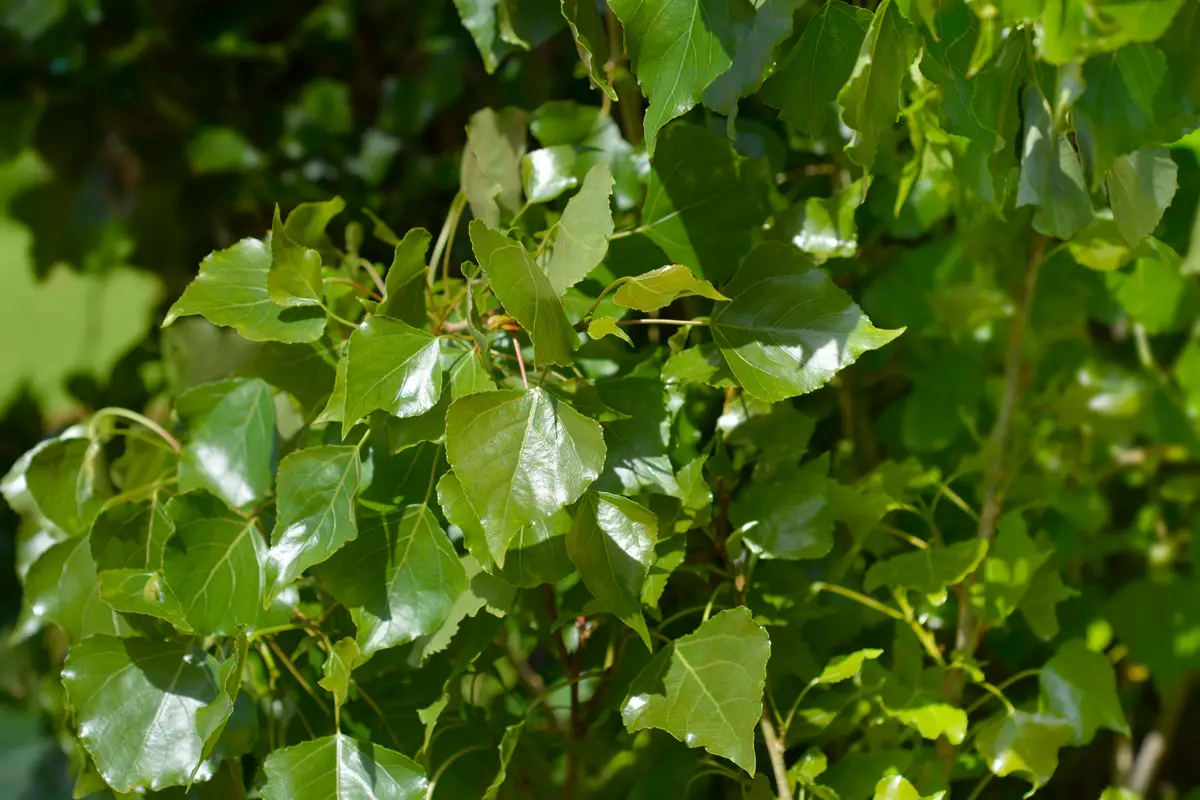 Black Poplar (Populus Nigra)