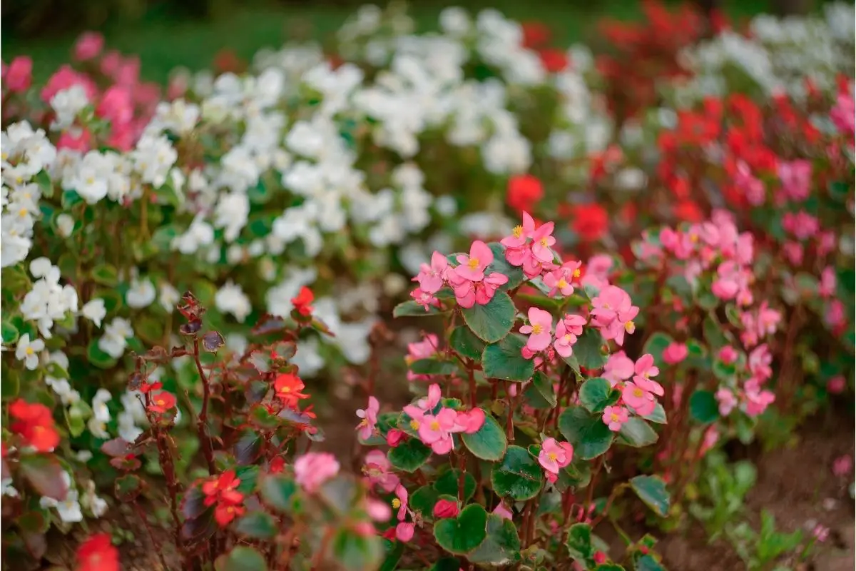 Bothers, Be Gone: The Ultimate Guide To Begonias