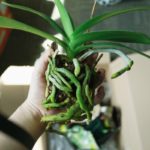 Bring Your Orchid Back to Life! How to Revive an Orchid Plant