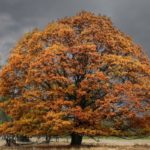 Brown Trees: Everything You Need To Know About Them