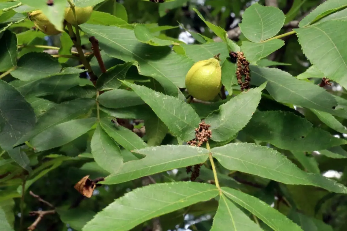 Butternut Tree – Juglans Cinerea