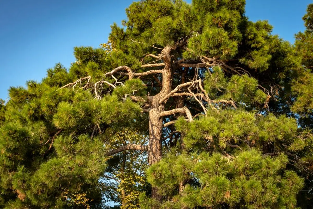 Calabrian Pine (Pinus Brutia)