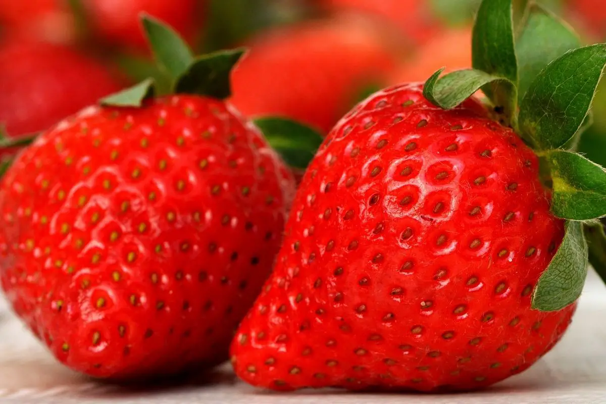 Camino strawberry fruits