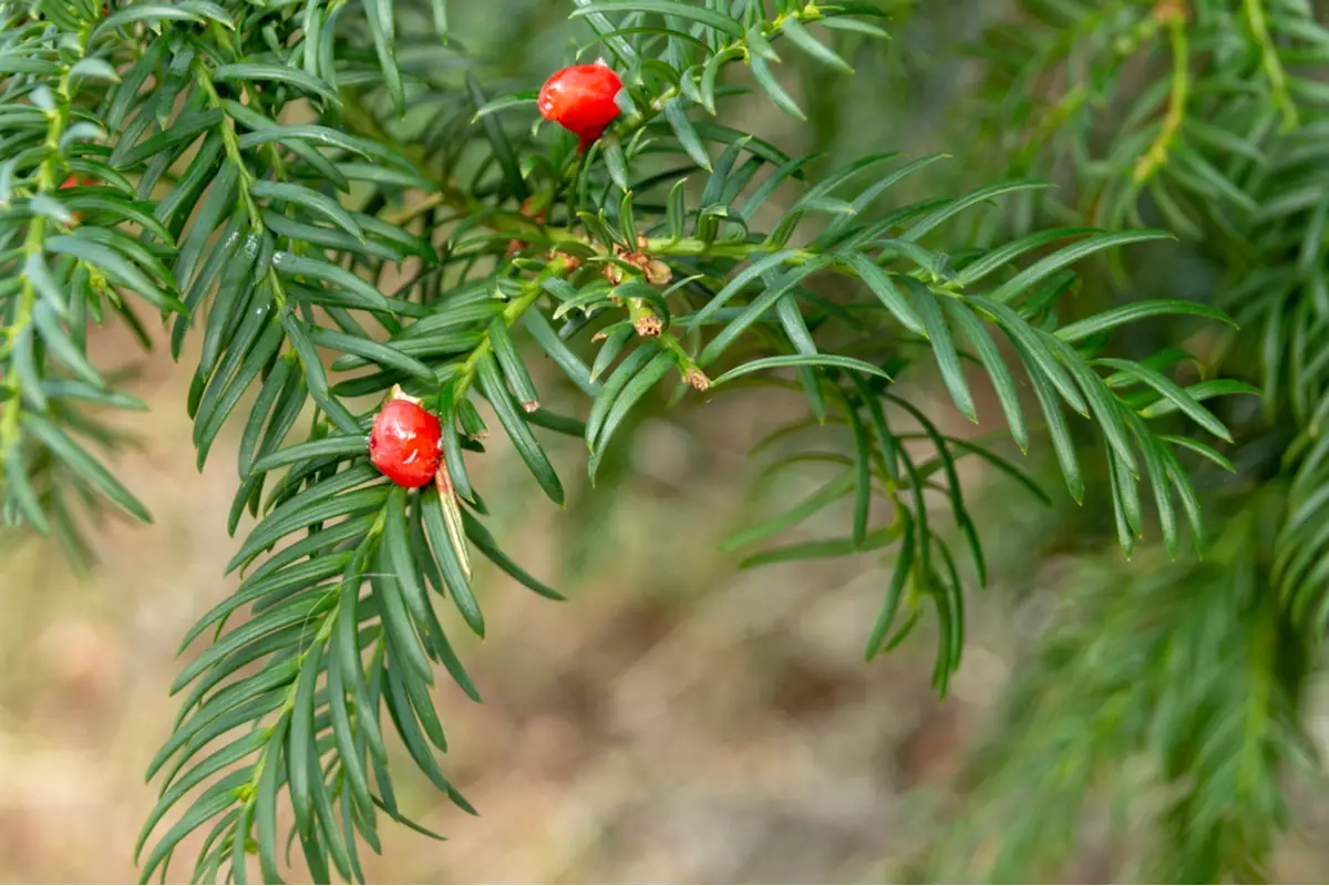 Canada Yew (Taxus Canadensis)