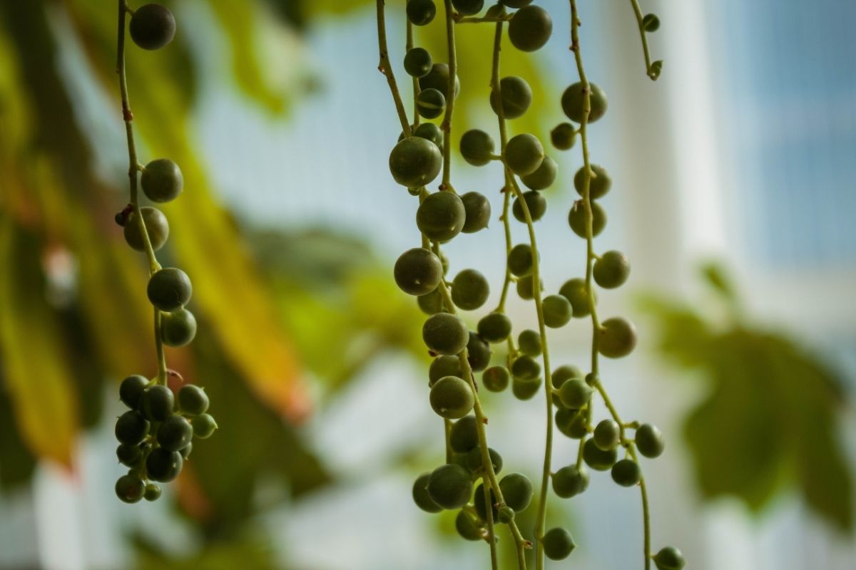 Caring For A Young String Of Pearls
