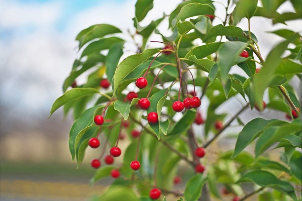 Catberry (Ilex Mucronata)