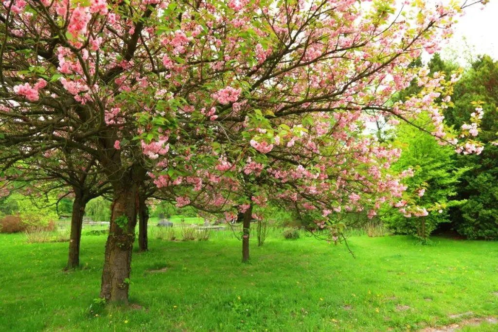Asian Trees-Cherry Blossom Tree