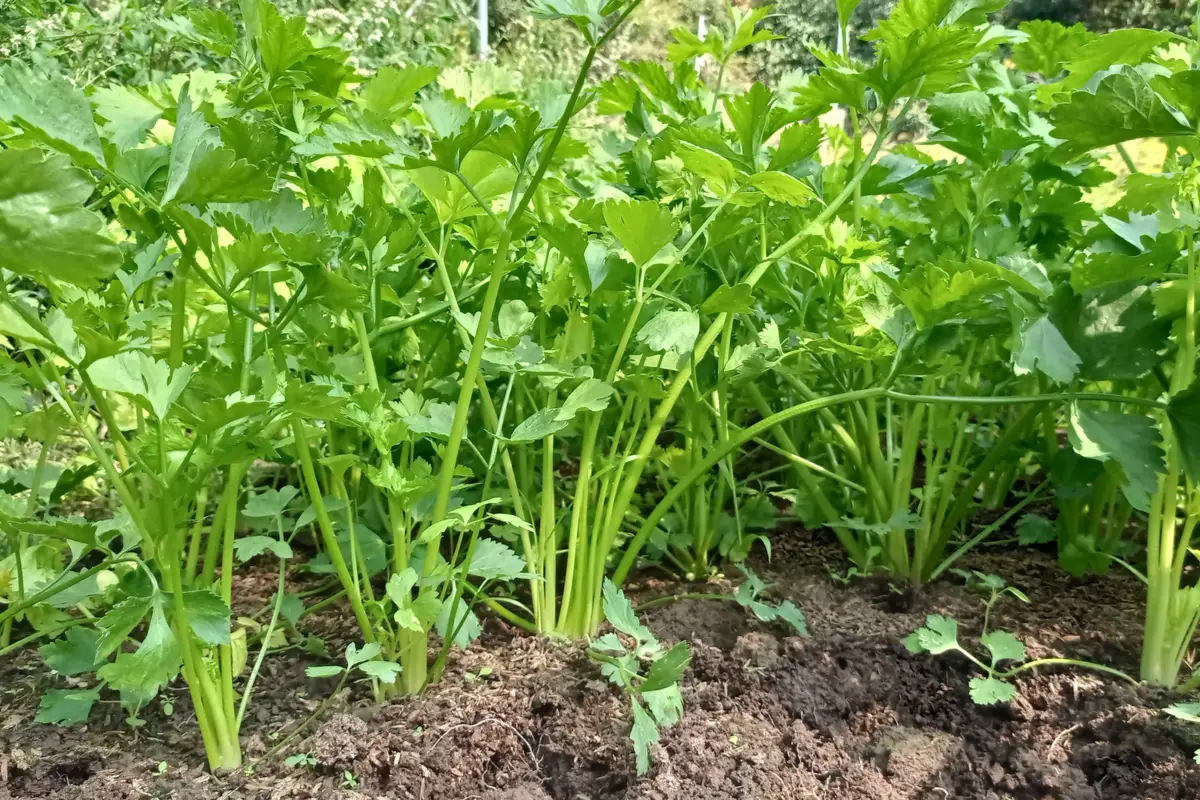 Chinese Celery (芹)