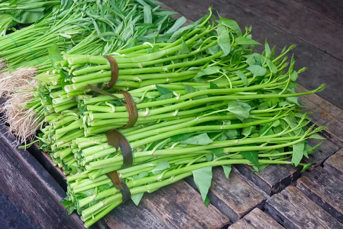 Chinese Water Spinach (空心菜)
