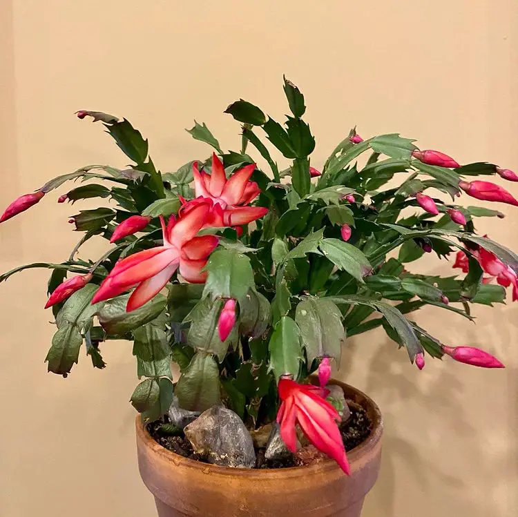 Christmas cactus - easy cat safe plants