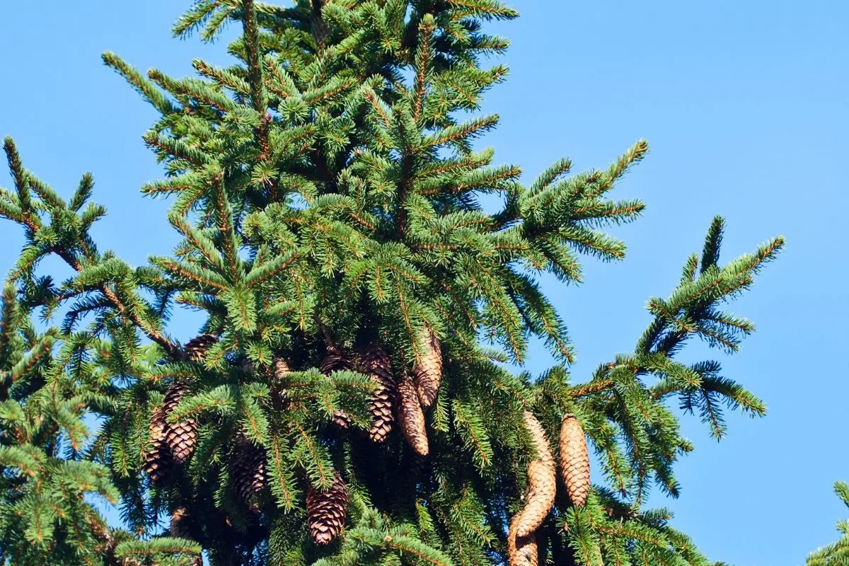 Common Spruce
