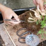 Create Your Own: Making Your Own Bonsai Tree