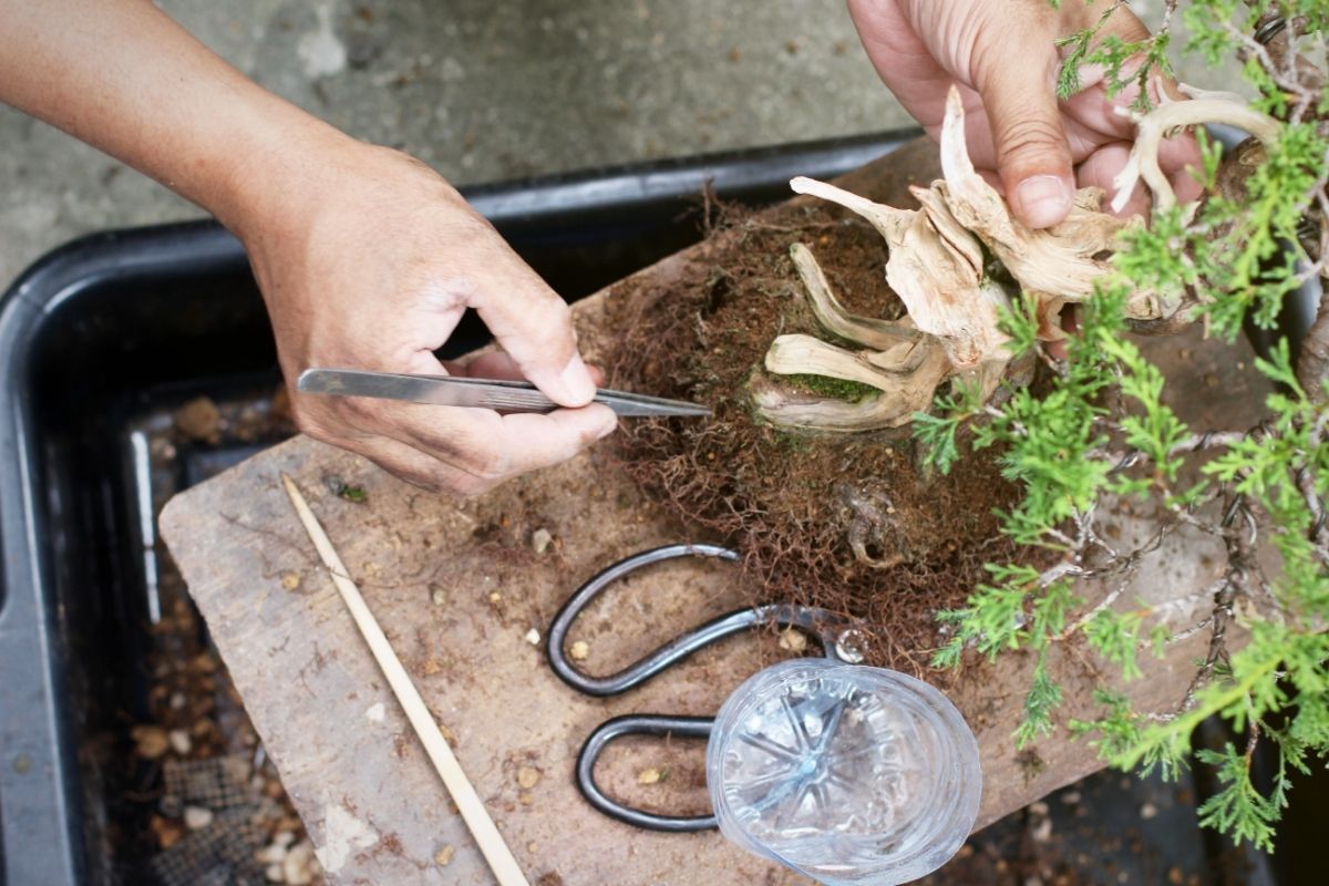 Create Your Own: Making Your Own Bonsai Tree
