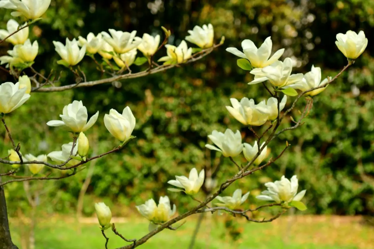 Cucumber Magnolia – Magnolia Acuminata