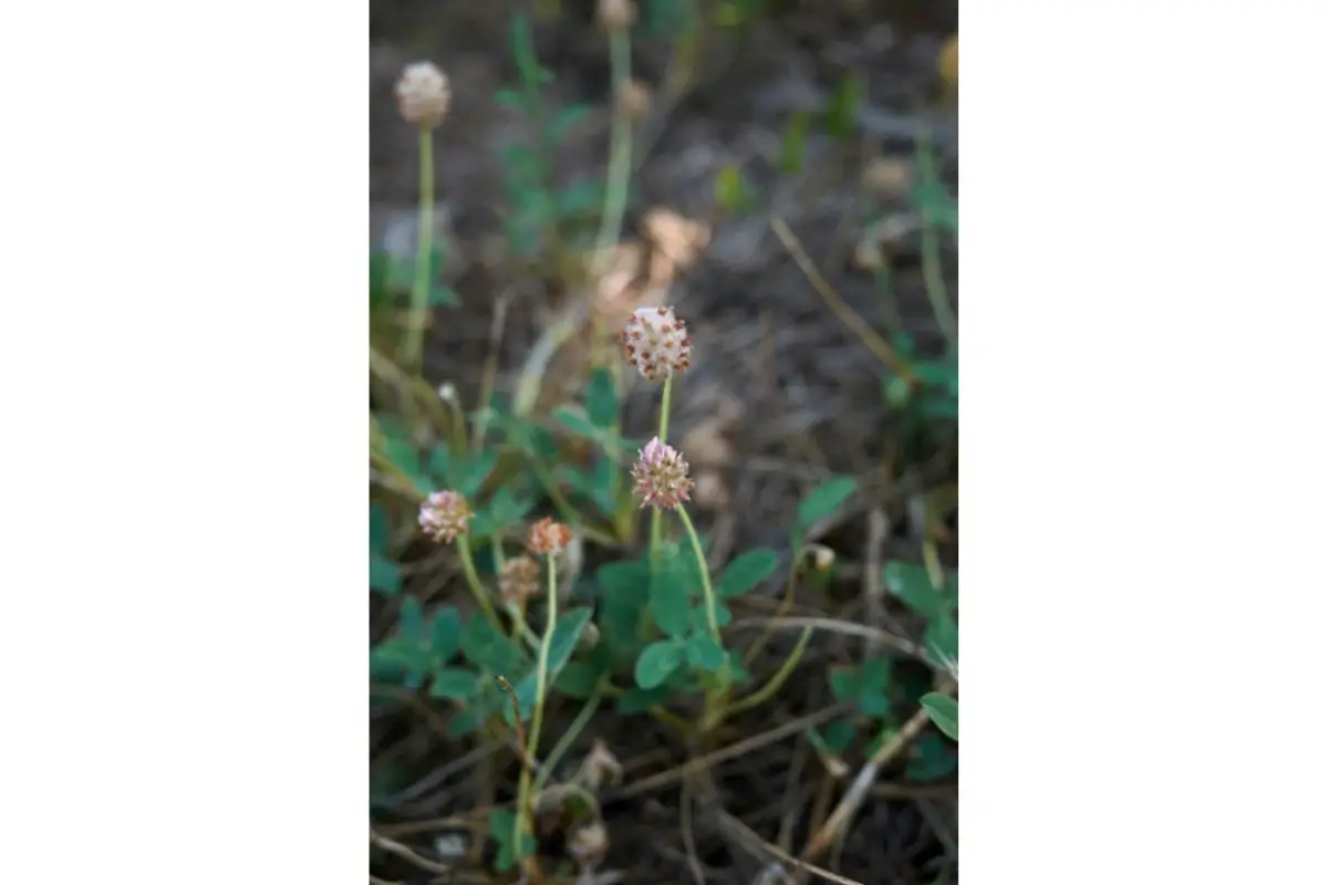 Cup Or Bowl Clover (Trifolium Cyathiferum)
