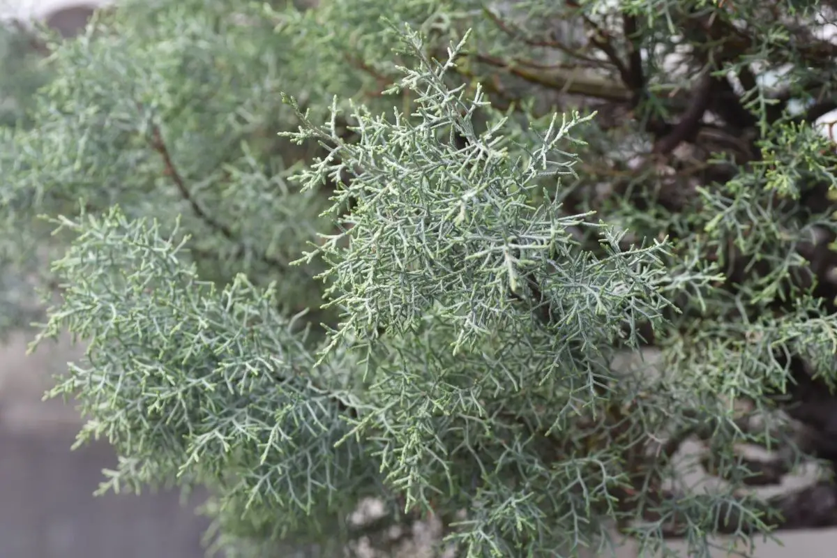 Cypress (Cupressus)