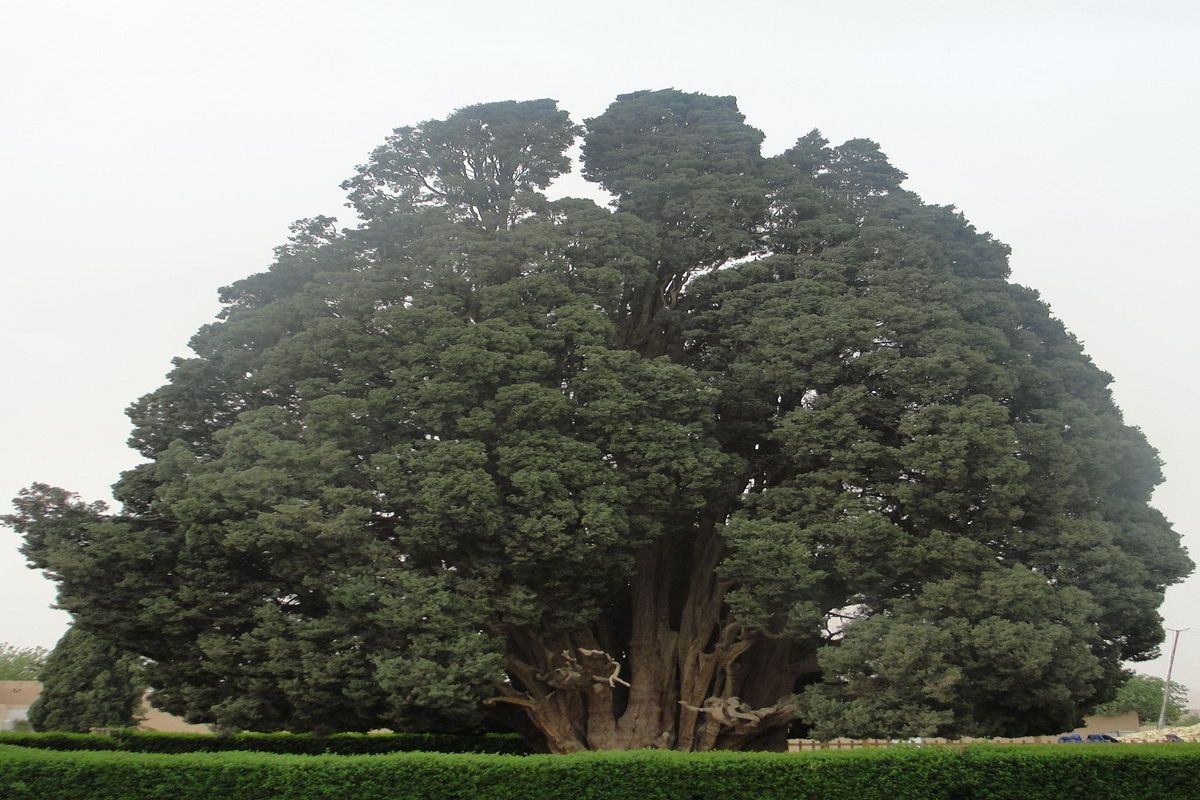 Cypress Of Kashmar