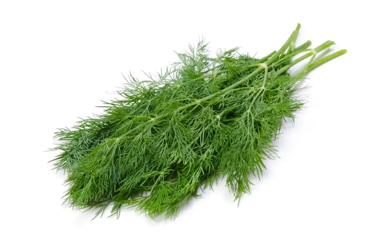 D is for Dill: Delicious Veggies That Start With 'D'