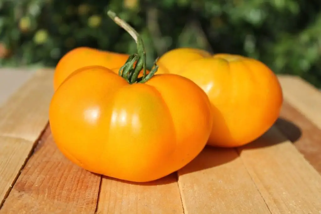 Dixie Golden tomato