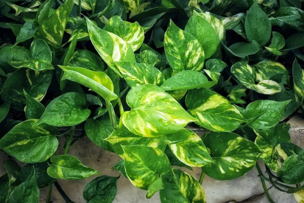Droopy Pothos How to Save Your Drooping Plant
