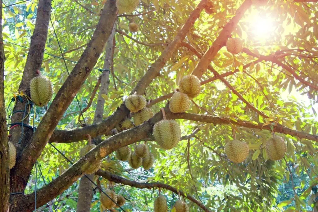 Asian Trees-Durian Fruit Tree