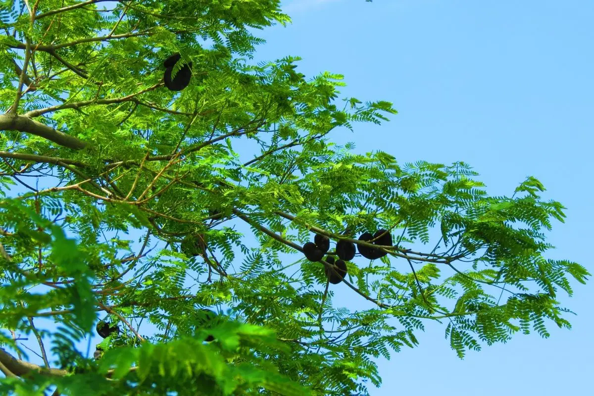 Ear Pod Tree – Enterolobium Cyclocarpum Mexican Trees
