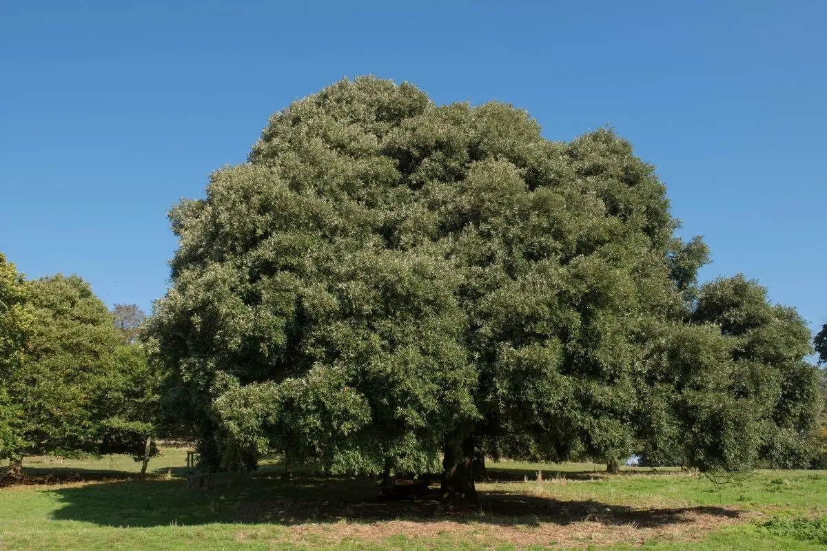 Evergreen Oak (Quercus Ilex)