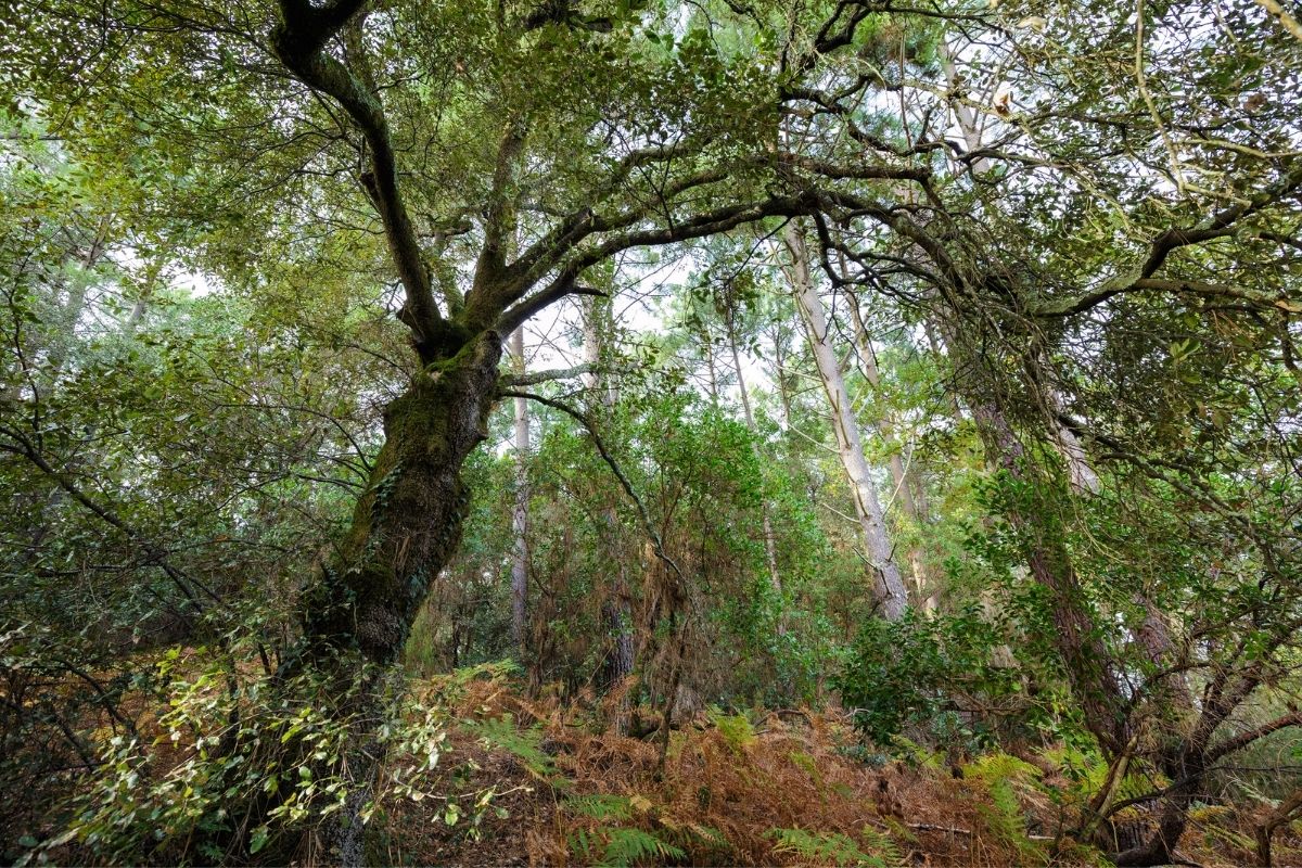 Evergreen Oak