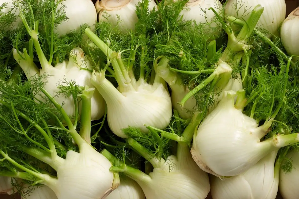 F is for Fennel: Flavorful Veggies That Start With 'F'