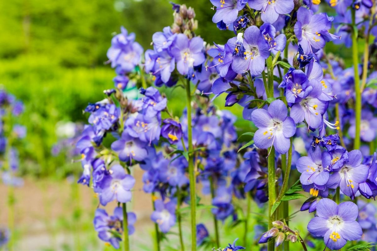 Fairly Fabulous: The Ultimate Guide To Phlox Flowers
