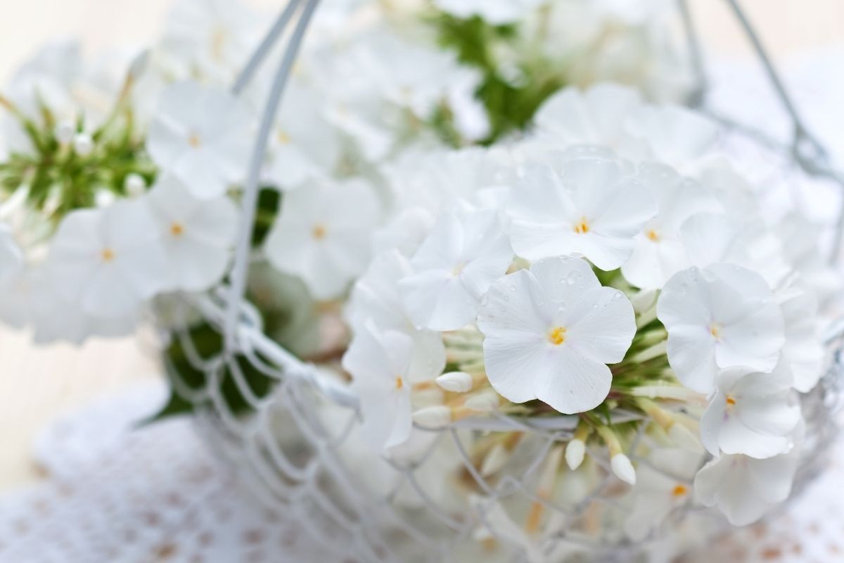 Fairly Fabulous: The Ultimate Guide To Phlox Flowers
