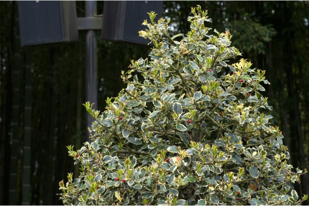 Ferox Argentea (Ilex aquifolium)