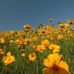 Fields of Gold: 21 Different Types Of Coreopsises