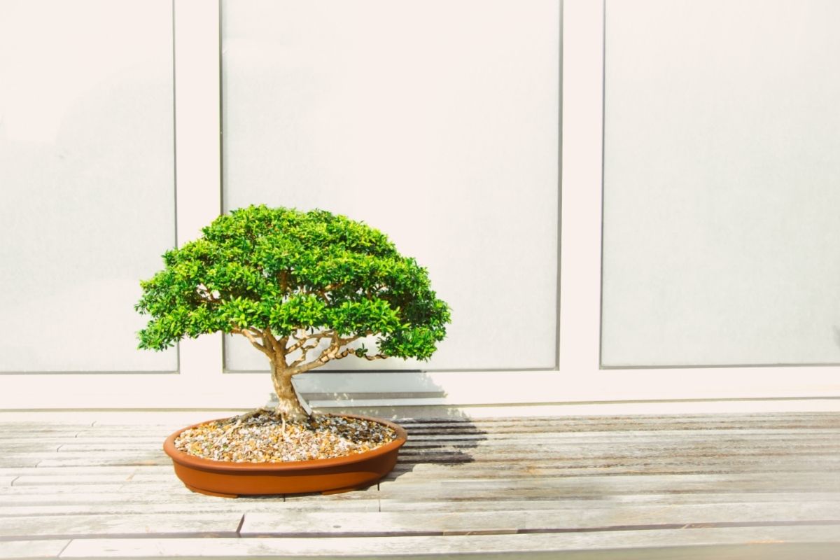 From Pot To Rot The Life Of A Bonsai Tree
