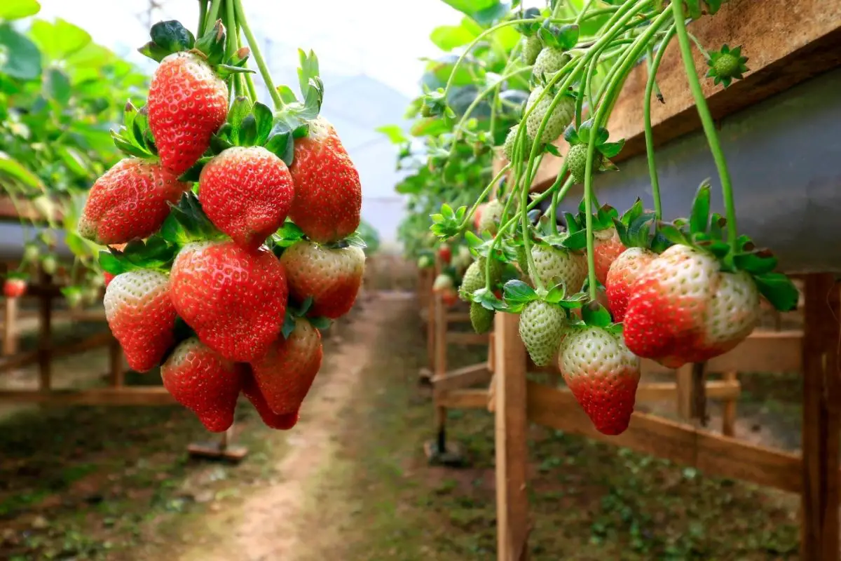 Garden Strawberry fruit