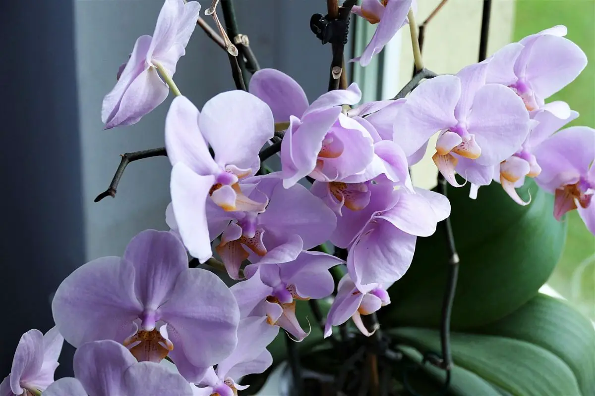 General Orchid Care