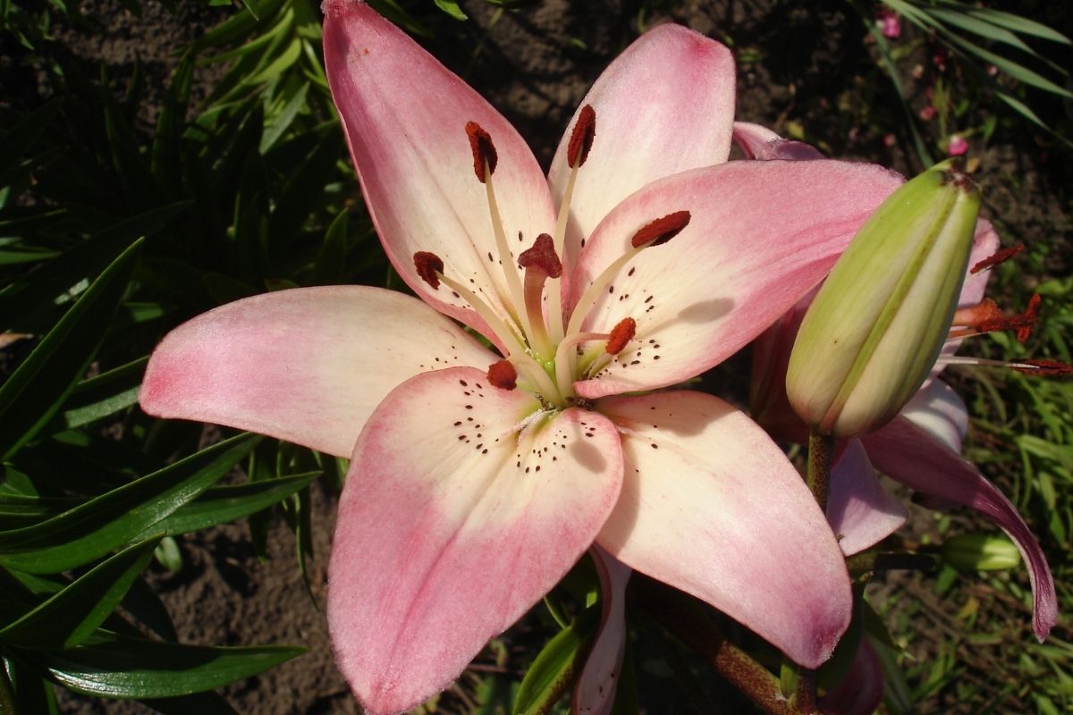 Gilding The Lily: The Ultimate Guide To Lilies
