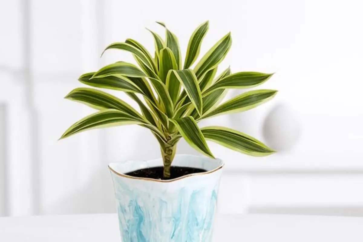 What A Drac: 9 Reasons Why Your Dracaena Is Changing Color