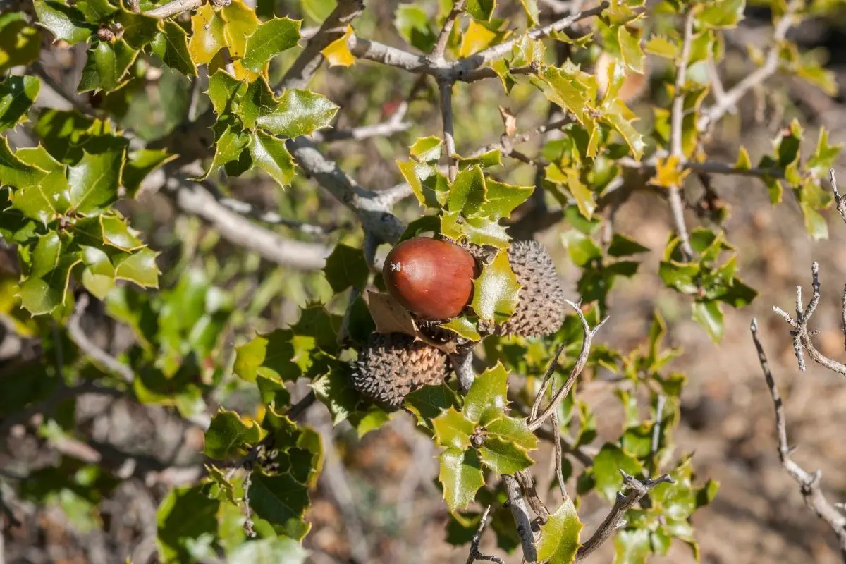 Kermes Oak (Querces Coccifera)