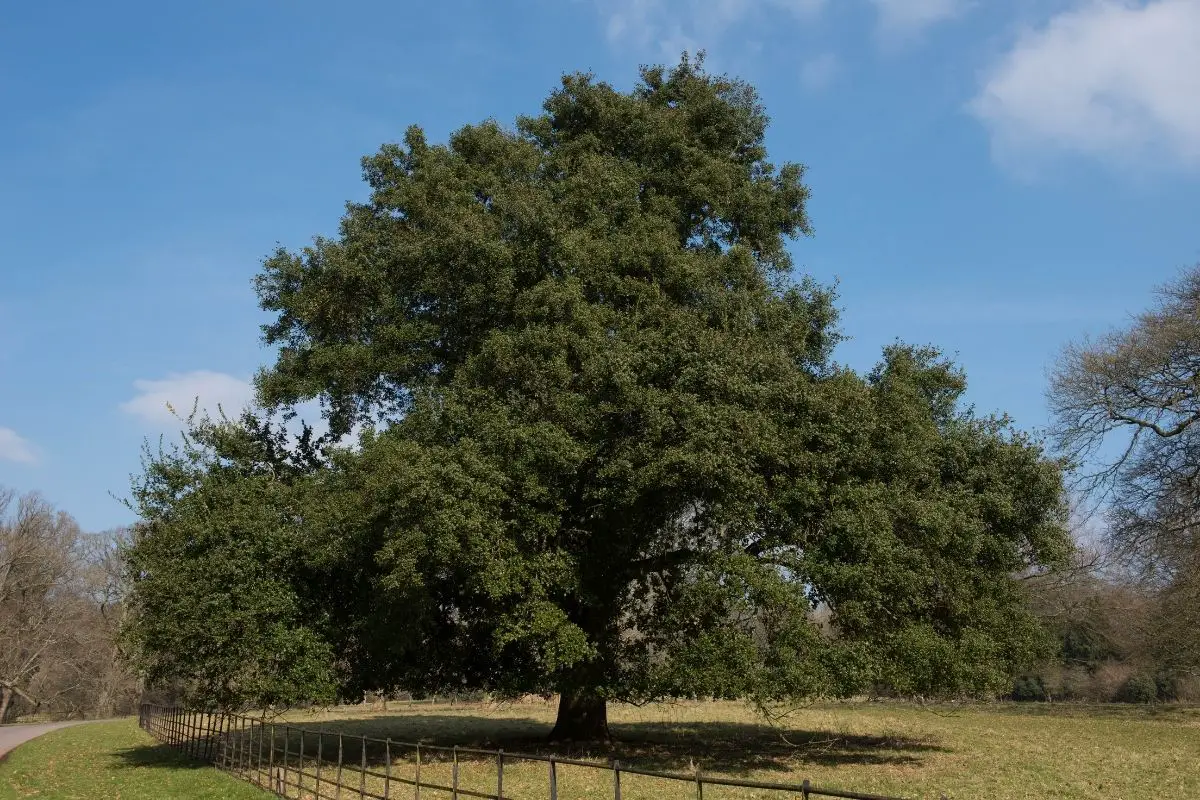 Evergreen Oak (Quercus Ilex)