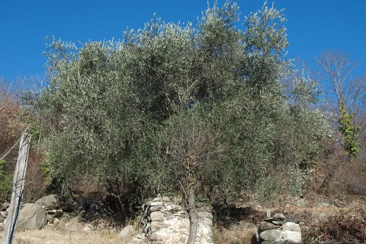 Olive Tree (Olea Europea)