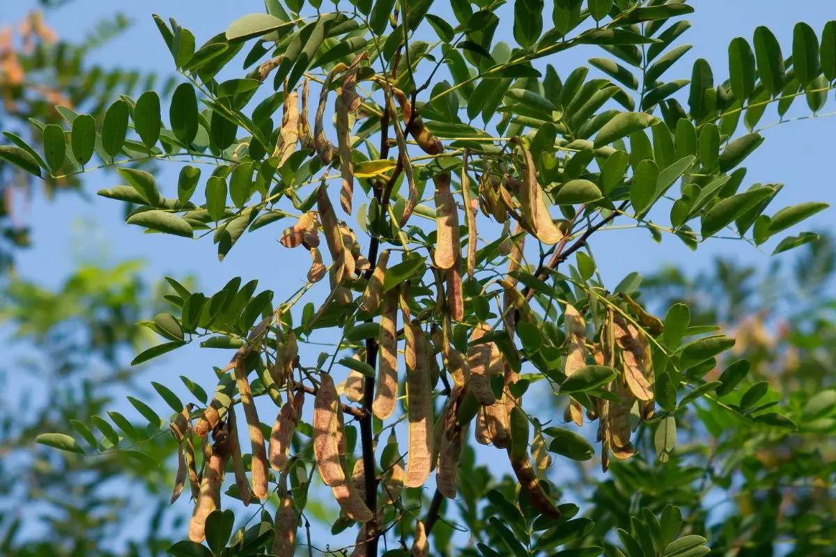 Black Locust Tree (Robinia Pseudoacacia)