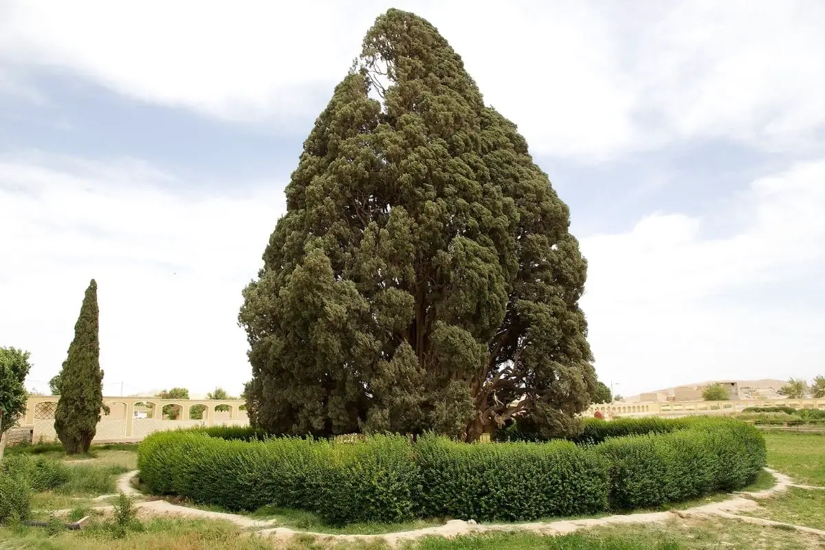 Mediterranean Cypress Tree (Cupressus Sempervirens)