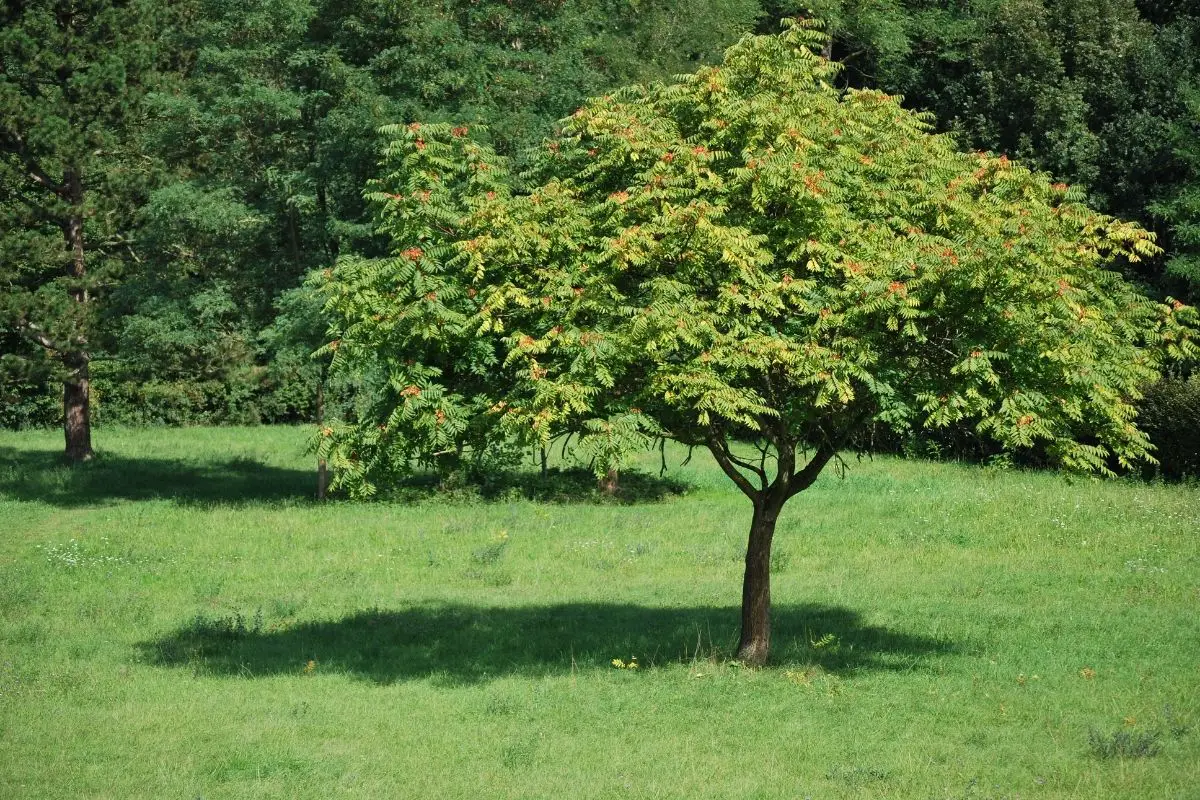 Tree Of Heaven (Ailanthus Altissima)