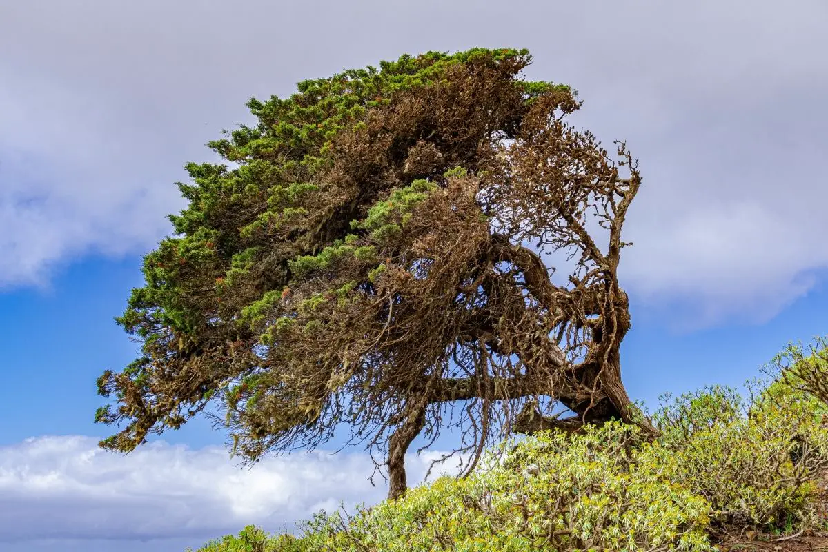Phoenecian Juniper Tree (Juniperus Phoenicea)
